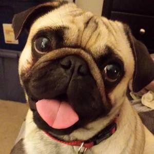 Meet your Posher, Leah